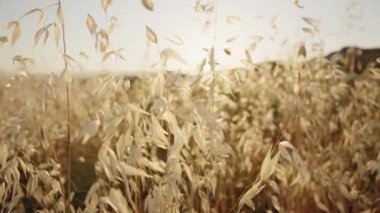 Rüzgarda çırpınan çalılar. Kapat.