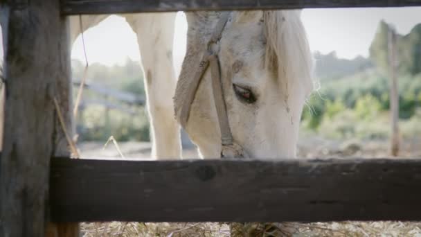 Glad häst äter hö på gården — Stockvideo