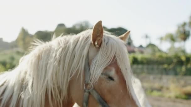 Szczęśliwy koń zjada siano na farmie — Wideo stockowe