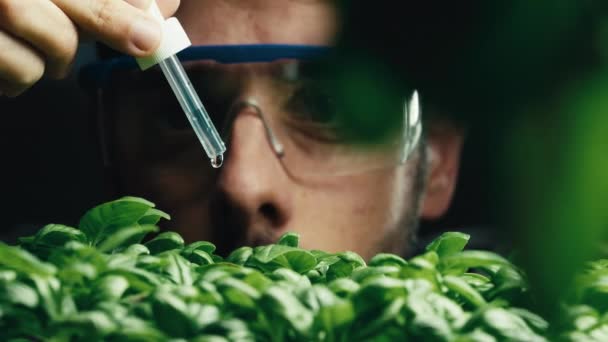 Scientist working on OGM genetically modified plants — Vídeo de Stock