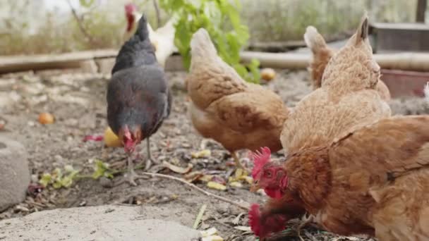 Κοτόπουλα Τρέχουν Γύρω Στο Κοτέτσι — Αρχείο Βίντεο