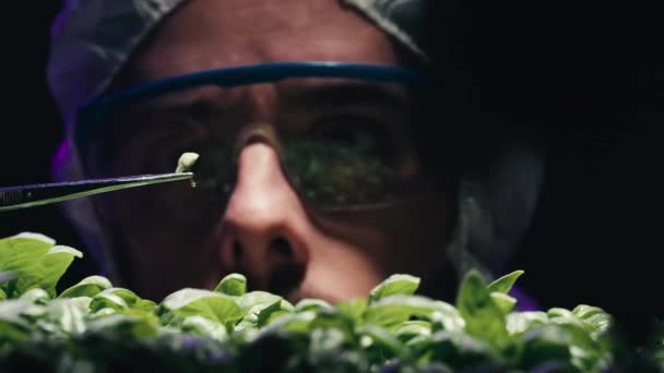 Close Scientist Working Genetically Modified Plants — Vídeo de Stock