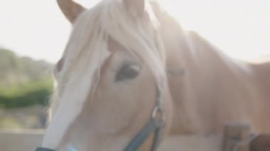 Ağıldaki sakin bir ata yaklaş.