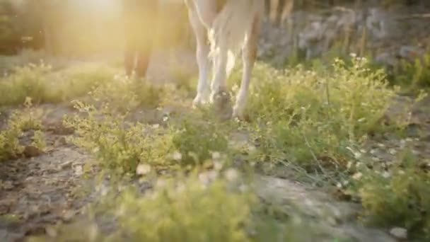 Gros Plan Des Pattes Cheval Dans Herbe — Video