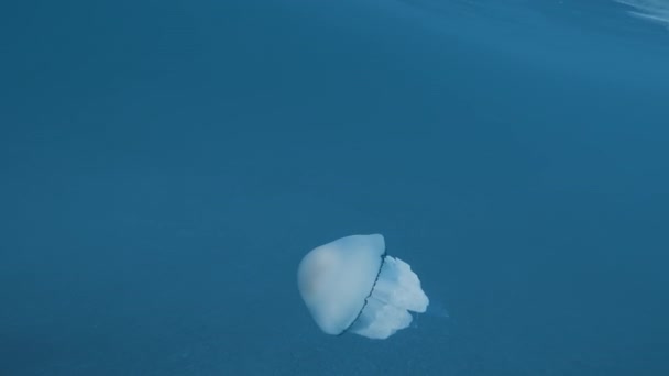 Quallen Schwimmen Unter Wasser Blauen Ozean — Stockvideo