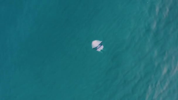 Luftaufnahme Von Quallen Schwimmen Blauen Wasser — Stockvideo