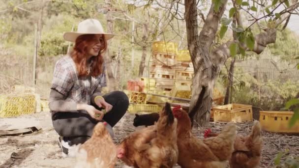 Girl Collects Eggs Chicken Coop — Stock Video