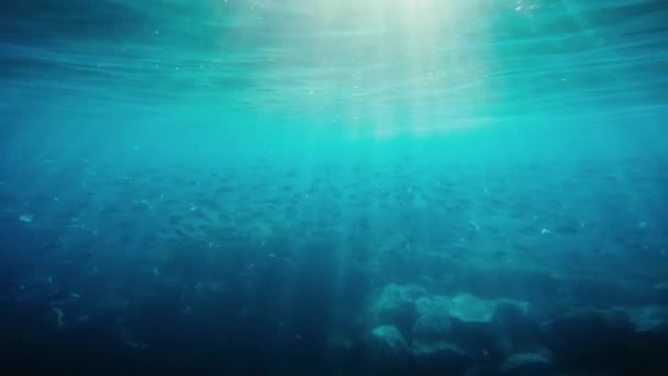 Víz Alatti Kilátás Halakra Óceánban — Stock videók