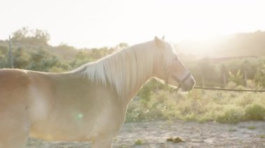 Ağıldaki sakin bir ata yaklaş.