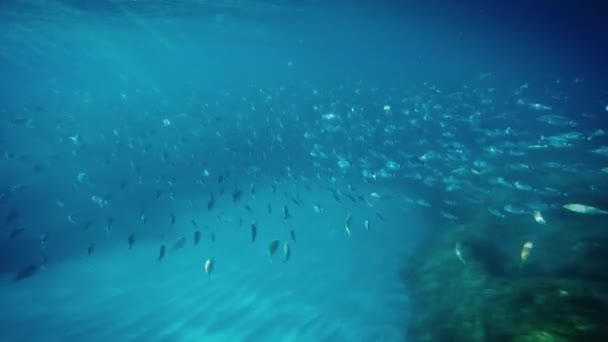 海洋中鱼的水下视图 — 图库视频影像