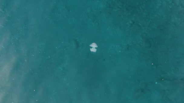 Vzdušný Pohled Medúzy Plavat Modré Vodě — Stock video