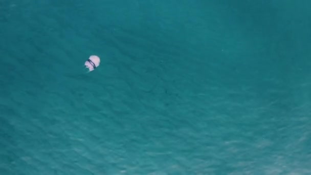 Vzdušný Pohled Medúzy Plavat Modré Vodě — Stock video