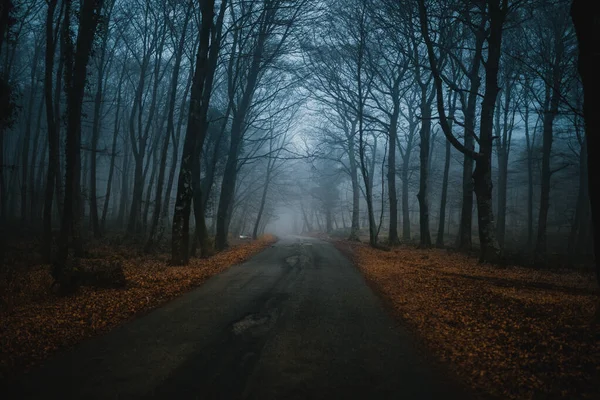 Road Woods Leading Fog — Stock Photo, Image