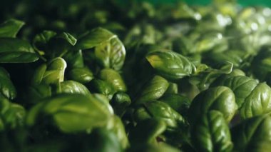 Fesleğen ekiminin kapanışı