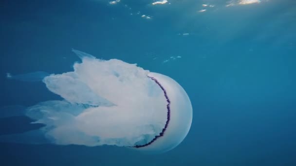 Meduzy Pływają Pod Wodą Błękitnym Oceanie — Wideo stockowe