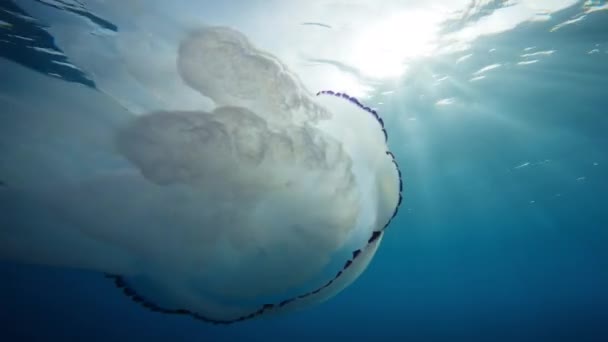 Quallen Schwimmen Unter Wasser Blauen Ozean — Stockvideo