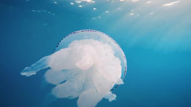 Quallen Schwimmen Unter Wasser Blauen Ozean — Stockvideo