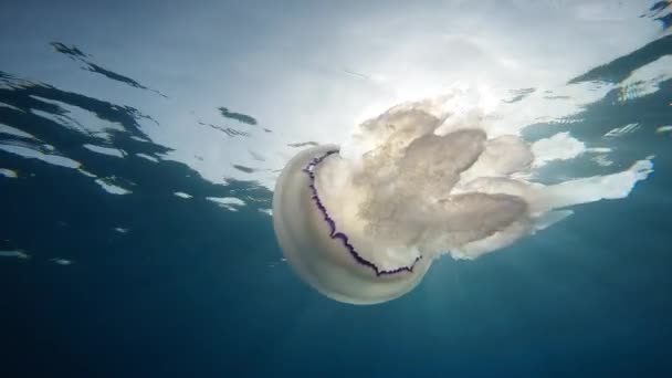 Quallen Schwimmen Unter Wasser Blauen Ozean — Stockvideo