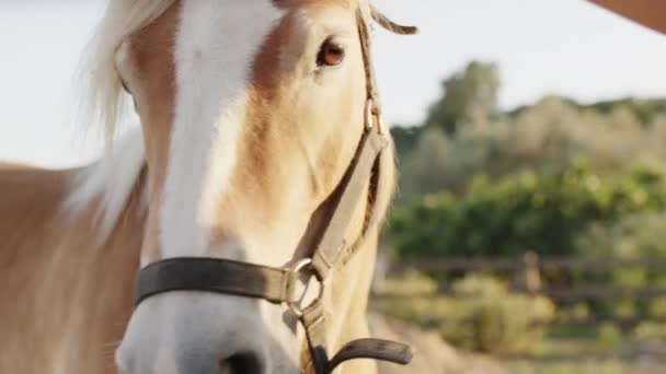 Horse Trainer Work Farm — Stock Video