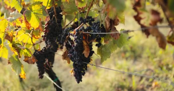 Close Red Grapes Sunset Light — Wideo stockowe