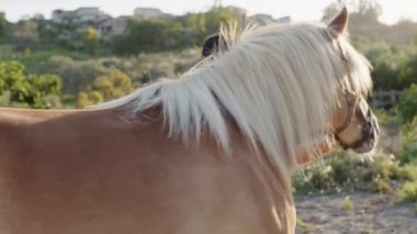 Kahverengi Atı olan güzel bir kadına yaklaş. 