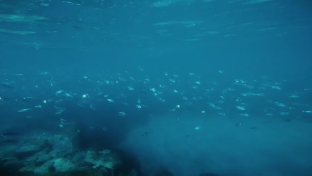 Underwater View Fish Ocean — Stock Video