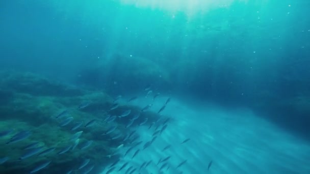 Underwater View Fish Ocean — Stock Video