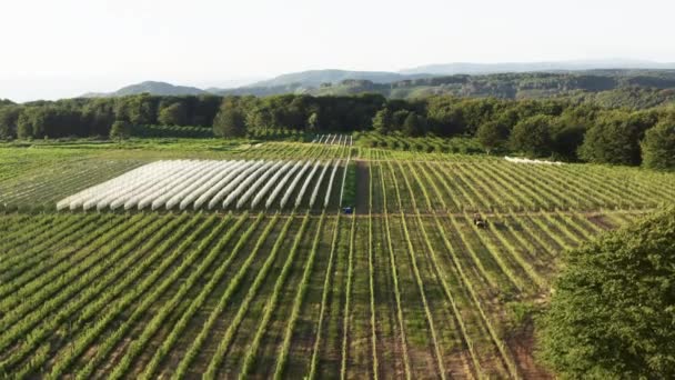 Aerial View Cultivation Vineyards — Vídeos de Stock