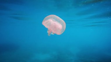 Denizanaları mavi okyanusta suyun altında yüzerler. 