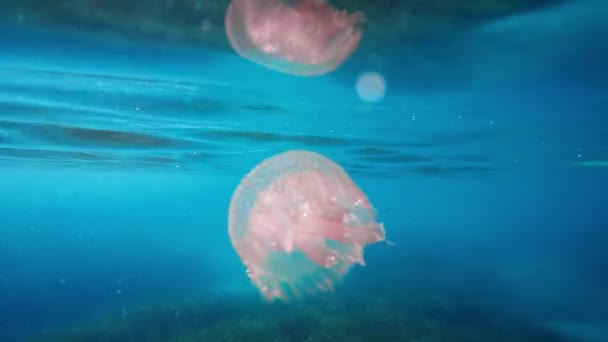 Medusas Nadam Debaixo Água Oceano Azul — Vídeo de Stock