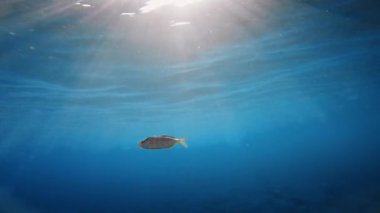 Komik balıklar suyun altında mutlu yüzüyor..