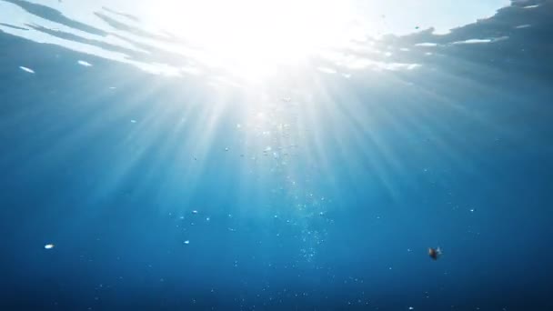 Funny Fish Swimming Happy Underwater — Stock video
