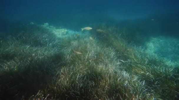 Underwater Flora Fauna Life — Stock Video