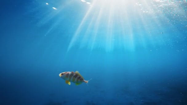 Funny Fish Swimming Happy Underwater — Stock video