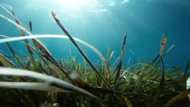 Stunning View Seaweed Underwater — Stock video