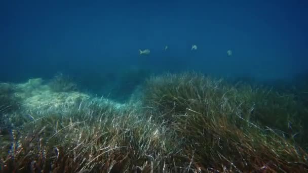 Ikan Berenang Antara Rumput Laut — Stok Video