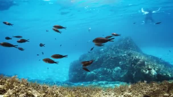 Relaxing View Underwater Life — Stock video