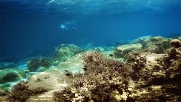 Relaxing View Underwater Life — Stock Video