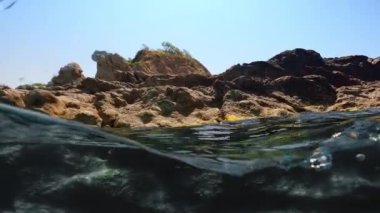 Small fish swim near the rock.