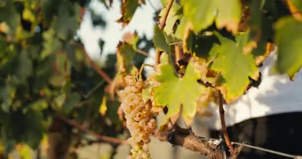 Close Peasants Harvesting Grapes — 비디오