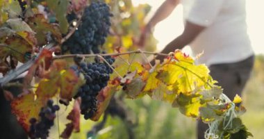 Close up of peasants harvesting grapes