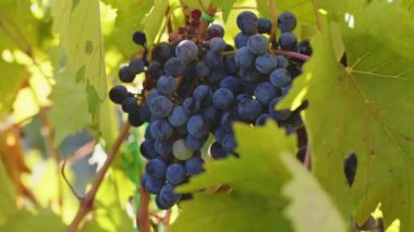 Close up of bunches of red grapes on the vine