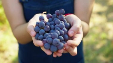 Girl holds bunches of red grapes in hand