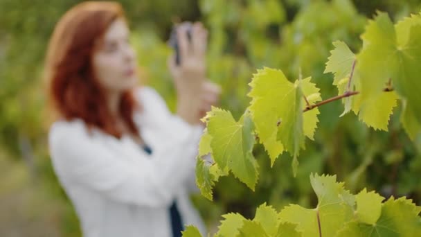 Girl White Coat Checks Quality Grapes Vineyard — Stock videók