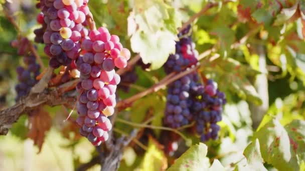Close Bunches Red Grapes Vine — Stockvideo