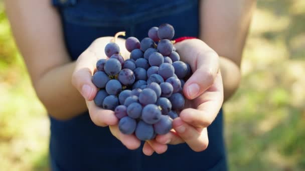 Girl Holds Bunches Red Grapes Hand — Vídeo de stock