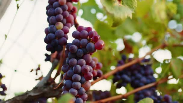 Bunches Red Grapes Balsamic Vinegar — Vídeos de Stock