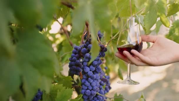 Close Goblet Red Wine Bunch Grapes — Vídeos de Stock