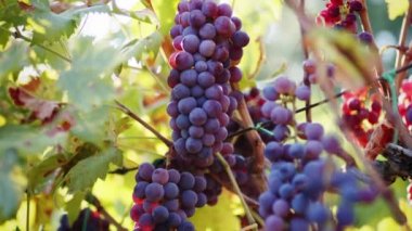 Bunches of red grapes hanging on the vine ready for harvesting