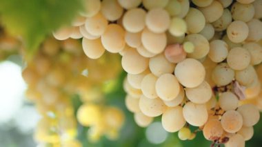Close up of bunches of white grapes on the vine